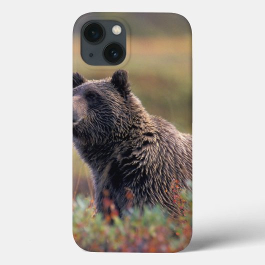 NA, VS, Alaska, Denali NP, Grizzlybeer Case-Mate iPhone Case (Achterkant)