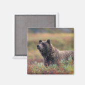 NA, VS, Alaska, Denali NP, Grizzlybeer Magneet (Voorkant / Achterkant)