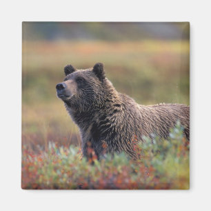 NA, VS, Alaska, Denali NP, Grizzlybeer Magneet