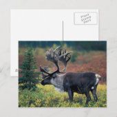 NA, VS, Alaska, Denali NP, Stier kariboe 3 Briefkaart (Voorkant / Achterkant)