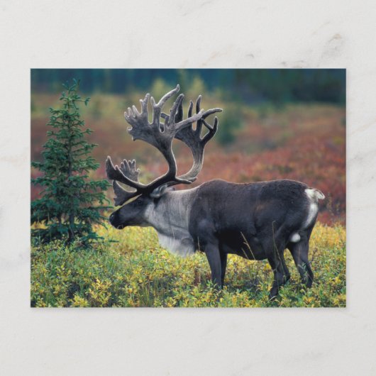 NA, VS, Alaska, Denali NP, Stier kariboe 3 Briefkaart (Voorkant)