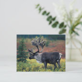 NA, VS, Alaska, Denali NP, Stier kariboe 3 Briefkaart (Staand voorkant)