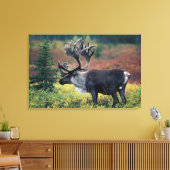 NA, VS, Alaska, Denali NP, Stier kariboe 3 Canvas Afdruk (Insitu (Woonkamer))