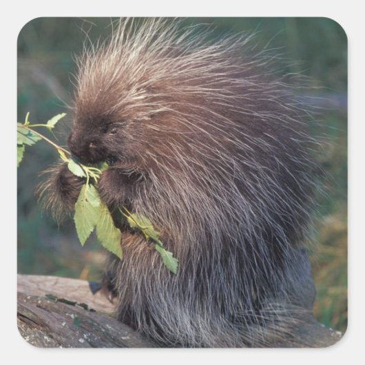 NA, VS, Alaska, Gekweekte stekelvarken Vierkante Sticker (Voorkant)