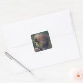 NA, VS, Alaska, Gekweekte stekelvarken Vierkante Sticker (Envelop)