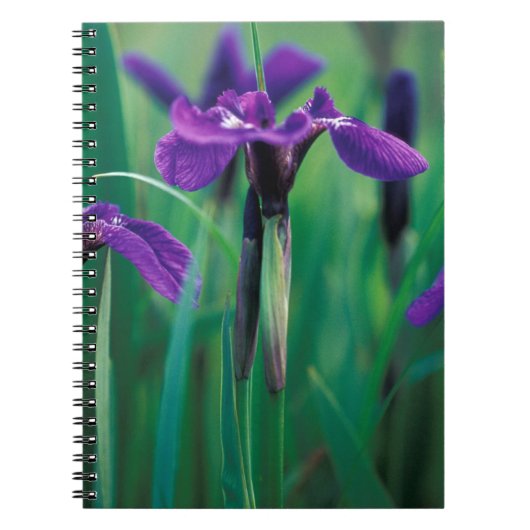 NA, VS, Alaska, Knight Island, Wilde iris Notitieboek (Voorkant)