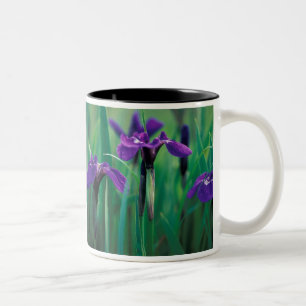 NA, VS, Alaska, Knight Island, Wilde iris Tweekleurige Koffiemok