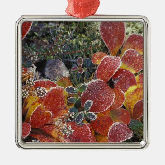 NA, VS, Alaska. Nationaal Park Denali. Bearberry 2 Metalen Ornament (Voorkant)