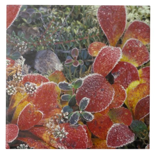 NA, VS, Alaska. Nationaal Park Denali. Bearberry 2 Tegeltje (Voorkant)