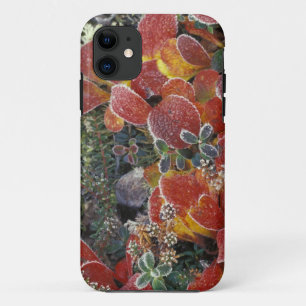 NA, VS, Alaska. Nationaal park Denali. Berenbes 2 Case-Mate iPhone Case