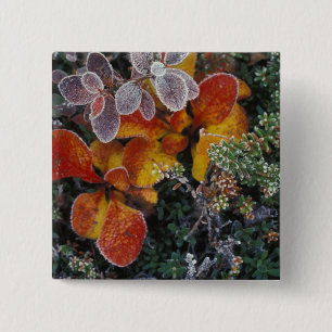 NA, VS, Alaska. Nationaal park Denali. Berendruif Vierkante Button 5,1 Cm