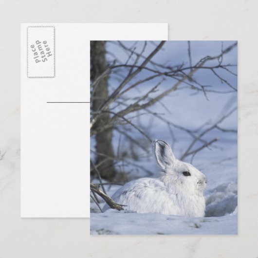 NA, VS, Alaska. Nationaal Wildleven in het noordpo Briefkaart (Voorkant / Achterkant)