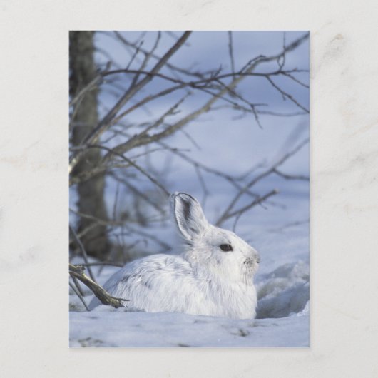 NA, VS, Alaska. Nationaal Wildleven in het noordpo Briefkaart (Voorkant)