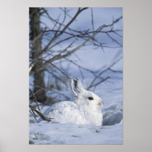 NA, VS, Alaska. Nationaal Wildleven in het noordpo Poster