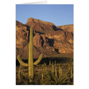 NA, VS, Arizona. Nationaal park Organ Pipe Cactus