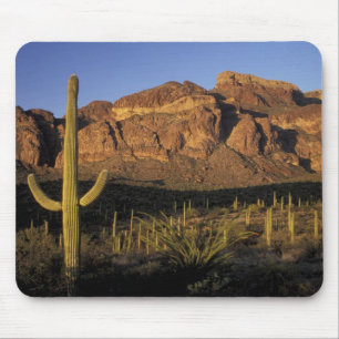 NA, VS, Arizona. Nationaal park Organ Pipe Cactus Muismat