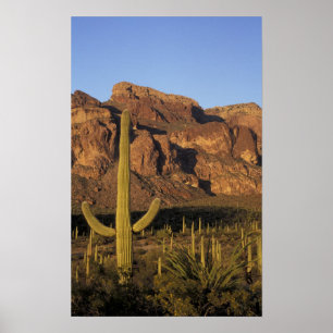 NA, VS, Arizona. Nationaal park Organ Pipe Cactus Poster