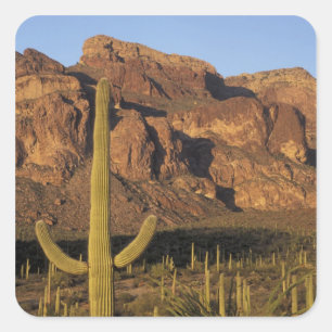 NA, VS, Arizona. Nationaal park Organ Pipe Cactus Vierkante Sticker