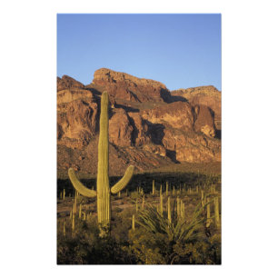 NA, VS, Arizona. Organ Pipe Cactus National Foto Afdruk