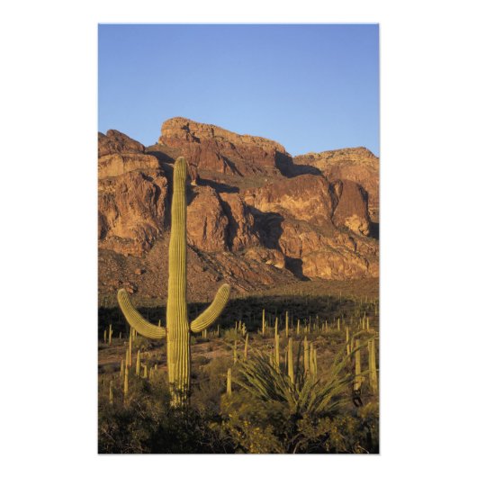 NA, VS, Arizona. Organ Pipe Cactus National Foto Afdruk (Voorkant)