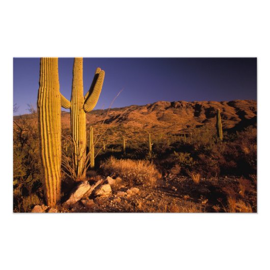 NA, VS, Arizona, Saguaro National Monument, Foto Afdruk (Voorkant)