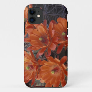 NA, VS, Arizona, San Xavier. Claret Cup cactus iPhone 11 Hoesje