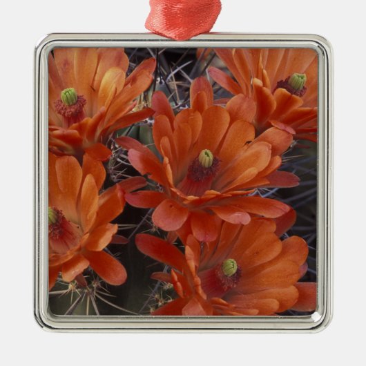 NA, VS, Arizona, San Xavier. Claret Cup cactus Metalen Ornament (Voorkant)