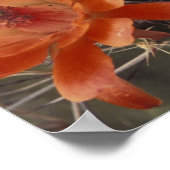 NA, VS, Arizona, San Xavier. Claret Cup cactus Poster (Hoek)