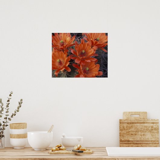 NA, VS, Arizona, San Xavier. Claret Cup cactus Poster (Keuken)