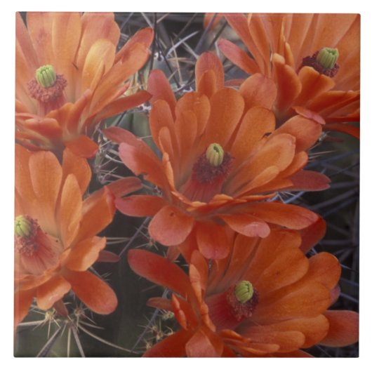 NA, VS, Arizona, San Xavier. Claret Cup cactus Tegeltje (Voorkant)