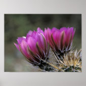 NA, VS, Arizona, Sonoran Desert. Egel Poster (Voorkant)