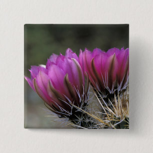 NA, VS, Arizona, Sonorawoestijn. Egel Vierkante Button 5,1 Cm