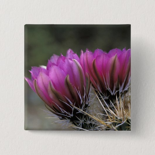 NA, VS, Arizona, Sonorawoestijn. Egel Vierkante Button 5,1 Cm (Voorkant)