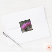 NA, VS, Arizona, Sonorawoestijn. Egel Vierkante Sticker (Envelop)