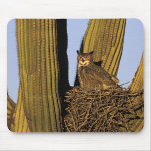 NA, VS, Arizona, Tucson. Grote gehoornde uil Muismat