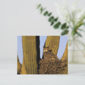 NA, VS, Arizona, Tucson. Grote uil Briefkaart (Staand voorkant)
