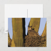 NA, VS, Arizona, Tucson. Grote uil Briefkaart (Voorkant / Achterkant)
