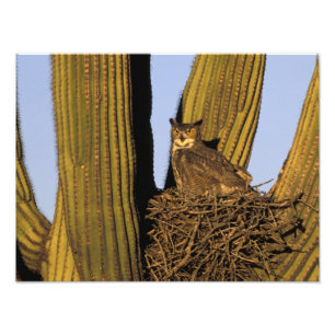 NA, VS, Arizona, Tucson. Grote uil Foto Afdruk