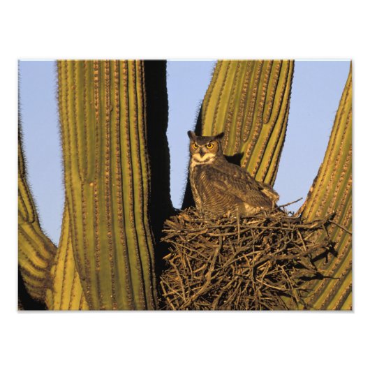 NA, VS, Arizona, Tucson. Grote uil Foto Afdruk (Voorkant)