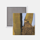 NA, VS, Arizona, Tucson. Grote uil Magneet (Voorkant / Achterkant)