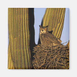 NA, VS, Arizona, Tucson. Grote uil Magneet