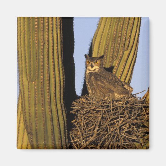 NA, VS, Arizona, Tucson. Grote uil Magneet (Voorkant)
