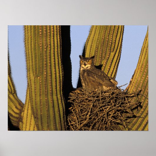 NA, VS, Arizona, Tucson. Grote uil Poster (Voorkant)