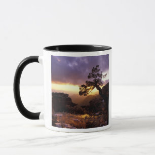 NA, VS, Arizona, Tucson, Zonsondergang en alleen Mok