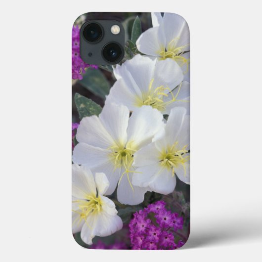 NA, VS, Californië, Anza Borrego Desert State Case-Mate iPhone Case (Achterkant)