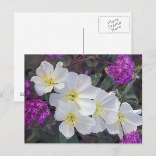 NA, VS, Californië, Anza Borrego woestijnstaat Briefkaart (Voorkant / Achterkant)