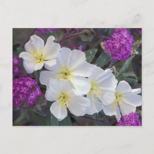 NA, VS, Californië, Anza Borrego woestijnstaat Briefkaart (Voorkant)