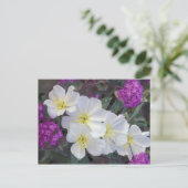 NA, VS, Californië, Anza Borrego woestijnstaat Briefkaart (Staand voorkant)