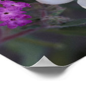 NA, VS, Californië, Anza Borrego woestijnstaat Poster (Hoek)