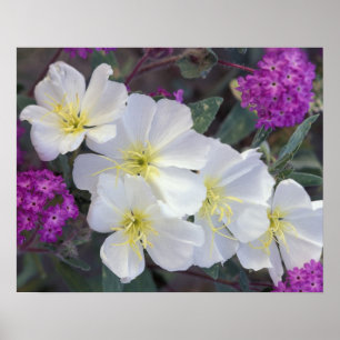 NA, VS, Californië, Anza Borrego woestijnstaat Poster